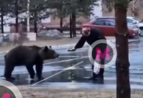 В Лангепасе бесстрашный мужчина покормил с рук медведя, который гуляет по городу