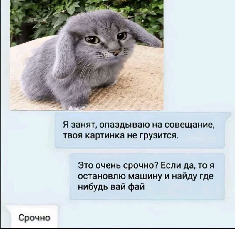 Адаптированный мемный шаблон под картинку с котоликом