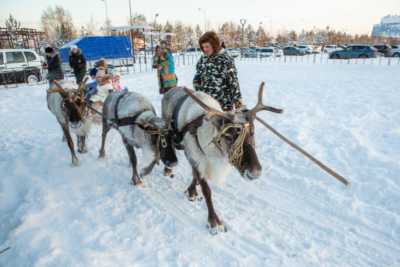 По случаю ярмарки в Сургут прибыл«животный»
транспорт. Взрослые и дети могут покататься на оленьих...