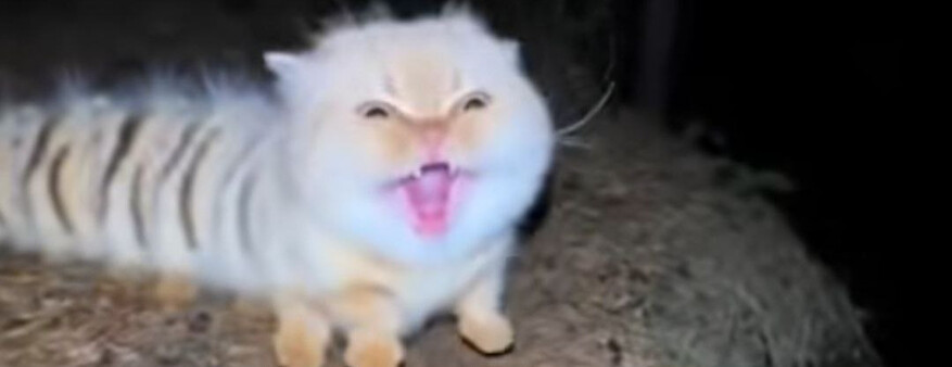 Грустный Пашинян и котогусеницы. Все мемы и тренды октября 2025 года