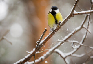«Снежная база» запускается: проект активного зимнего отдыха в Сургутском районе