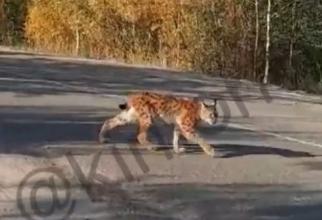 Под Сургутом у дач в лесу живет рысь // ВИДЕО