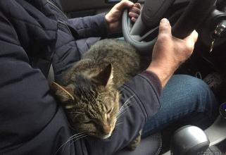 Жители Сургута ищут живодера, выкинувшего кота на скорости из машины
