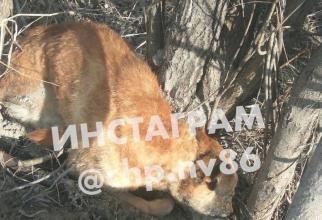 Жители Нижневартовска нашли у дороги трупы 13 убитых собак