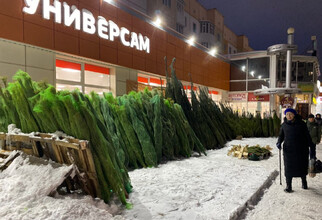 Первый елочный базар заметили в Сургуте