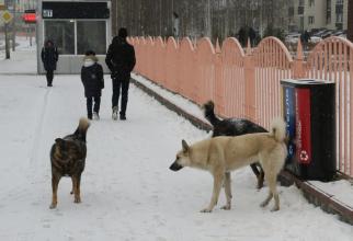 В Югре хозяин собаки, покусавшей ребенка, заплатит ему 70 тысяч рублей