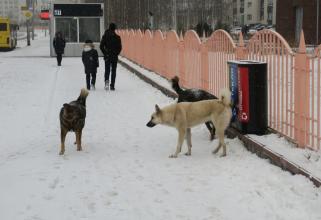 Жители Сургута 65 раз за этот год заявляли о бродячих собаках