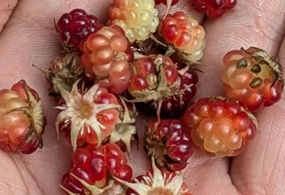 Самая дорогая в мире ягода поспела в ХМАО