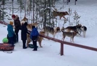 В Югре бездомная собака укусила за лицо 4-летнего мальчика