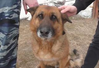 В Нефтеюганске проводили на пенсию двух служебных собак