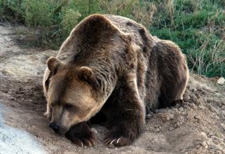 В Югре медведица с медвежатами забралась на дачу, съела кур и уснула // ВИДЕО