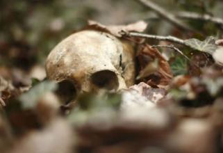 В лесу в Нижневартовске нашли скелетированный труп человека