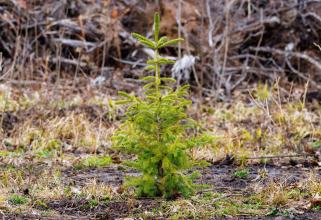 В Нижневартовске в 2022 году высадят более 10,7 тысяч деревьев