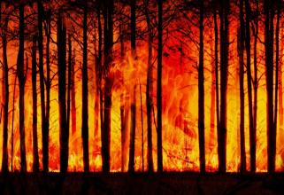 В Югре тушат пять природных пожаров