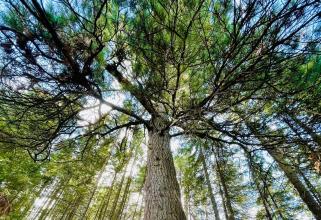 Многовековой кедр из Югры попал в национальный реестр старовозрастных деревьев России
