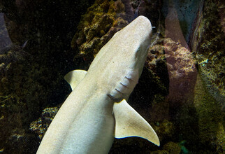 Редких акул из Индонезии привезли в единственный океанариум ХМАО