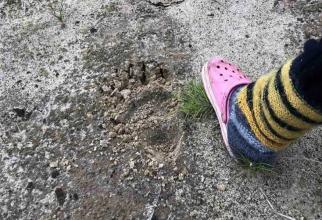 На дачах в Сургуте вновь заметили медведя