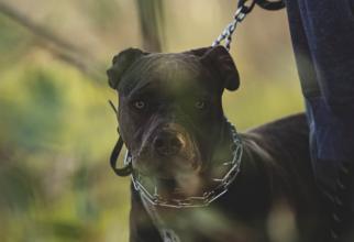 В Сургутском районе могут запретить выпуск больших собак