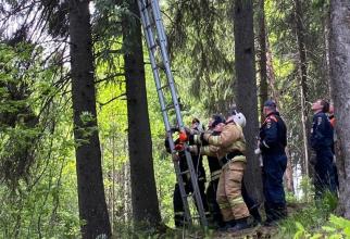 В Ханты-Мансийске спасли кота с вершины 30-метрового дерева // ВИДЕО