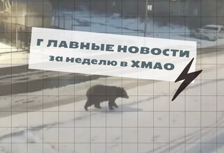 Нейромедведь и шумиха зумеров в банке: самые обсуждаемые новости за неделю в ХМАО
