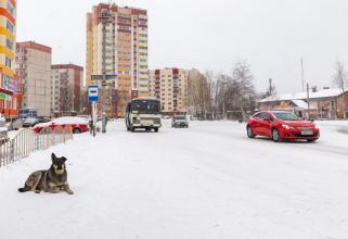 Городам и поселениям Югры разрешат самим заниматься поимкой бездомных животных, параллельно со службой отлова