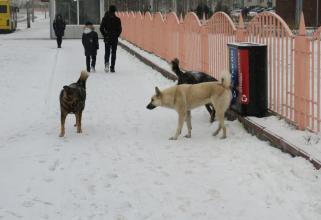 В Сургуте в этом году собаки покусали 687 человек