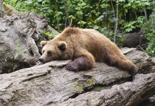 Полиция опровергла сообщения о медведе, который убил женщину под Нефтеюганском