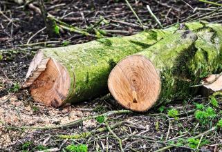 Под Нижневартовском незаконно вырубили лес на 11 миллионов рублей