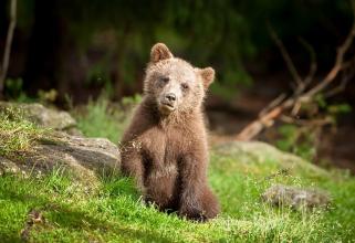 На трассе в Югре браконьеры застрелили медвежонка // ВИДЕО