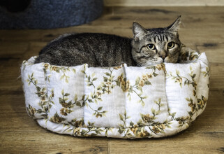 В РПЦ заявили, что кошки не попадают в рай