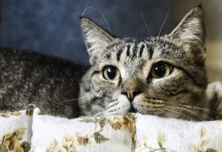 В Сургуте кошатники могут лишиться квартиры из-за 60 кошек