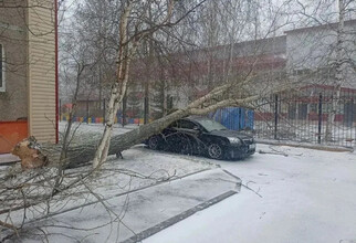В Сургуте из-за штормового ветра дерево рухнуло на авто: фото последствий стихийного разгула