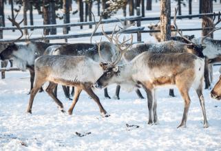 Ханты и манси с юга Сургутского района начали разводить оленей, как их северные соседи