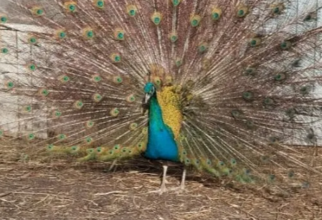 В Сургуте ищут новый дом райской птице необычайной красоты