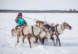 В Сургутском районе пройдет День оленевода