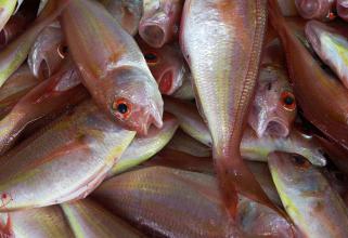 В Югре шестерых браконьеров заставят заплатить 19 млн рублей за выловленную рыбу