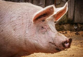 В Сургутском районе после вспышки африканской чумы свиней уничтожили 400 животных