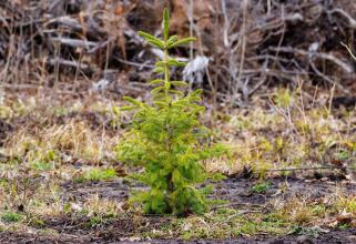 В Сургутском районе незаконно вырубили лес более чем на два миллиона рублей