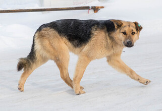В Нижневартовске бродячая собака напала на ребенка возле школы