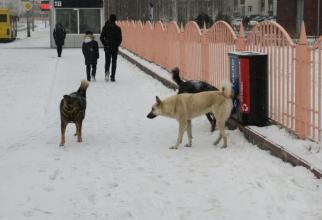 На отлов и содержание бродячих собак в Сургуте потратят более 34 миллионов рублей