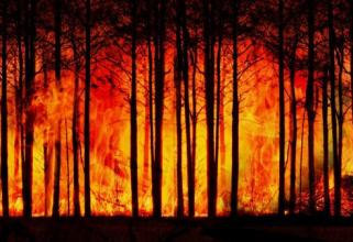 В Сургуте из-за жары объявили повышенный класс пожароопасности