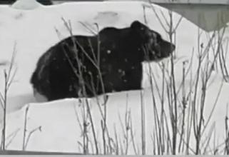 В Нижневартовске заметили медведя. Поймать его пока не удалось