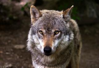 В Сургутском районе Югры насмерть сбили волка