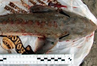 В Югре задержали браконьера, который поймал краснокнижную рыбу