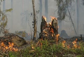 В Сургуте объявили повышенный класс пожарной опасности из-за жаркой погоды