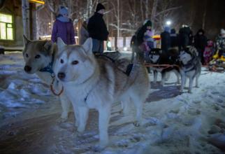 В «Старом Сургуте» можно прокатиться на собачьих упряжках и поучаствовать в бесплатной зимней программе