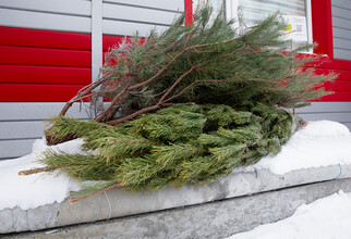 В Сургутском районе жители могут сдать новогодние ели и вторсырье на переработку