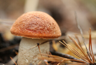 В Нижневартовске соленые грибы довели юношу до реанимации