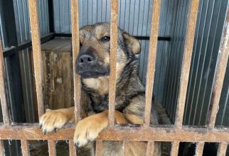 В Федоровском Сургутского района построят приют для собак