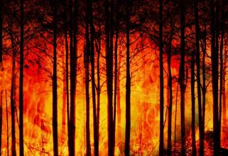 Из-за жары в нескольких муниципалитетах Югры объявили особый противопожарный режим